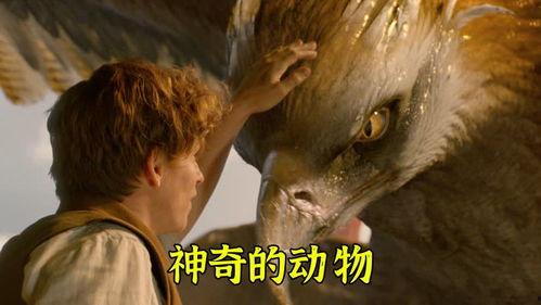 神奇动物花絮bili,魔法世界的幕后故事